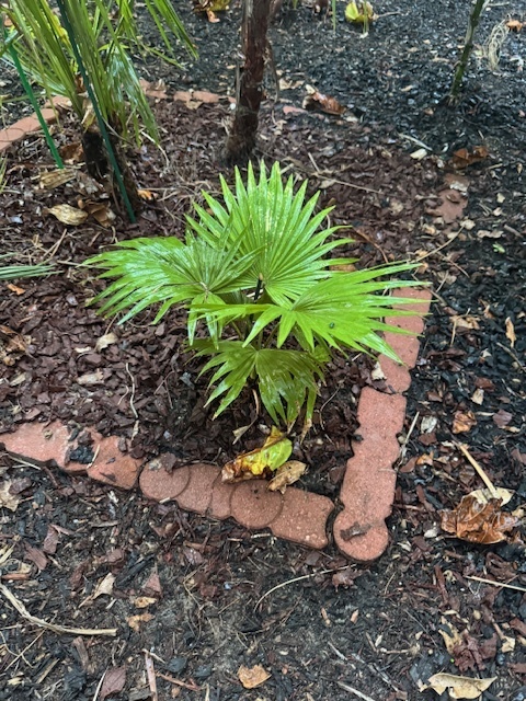 Saribus rotundifolius