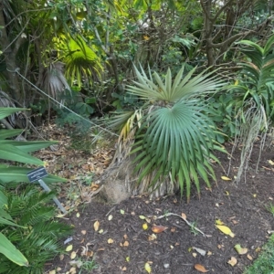 ANN NORTON HOUSE/MUSEUM -WEST PALM BEACH FLORIDA