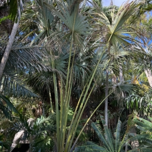 ANN NORTON HOUSE/MUSEUM -WEST PALM BEACH FLORIDA