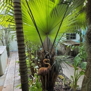 FREY GARDEN LAKE WORTH FLORIDA