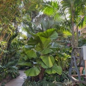 FREY GARDEN LAKE WORTH FLORIDA
