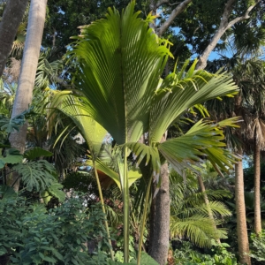 ANN NORTON HOUSE/MUSEUM -WEST PALM BEACH FLORIDA