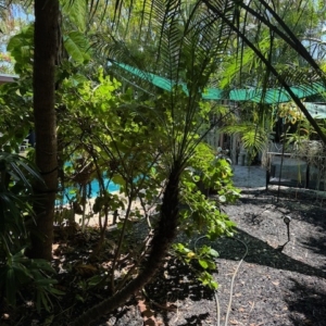 BACK YARD