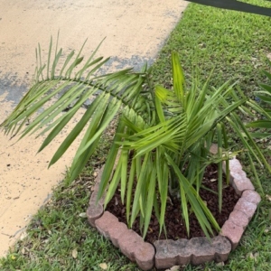 Attalea Crassispatha