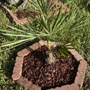 Coccothrinax hioramii