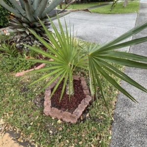 Coccothrinax Acuminata