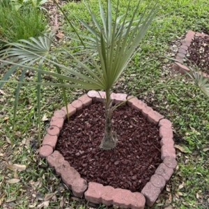 Coccothrinax proctorii