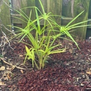 Livistona Benthamii Golden Form