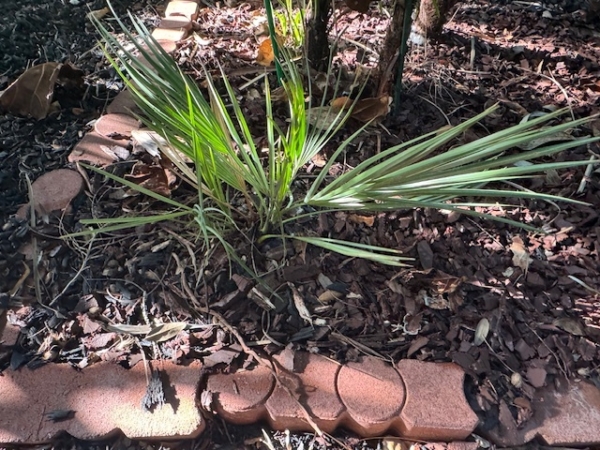 Acoelorrhaphe wrightii