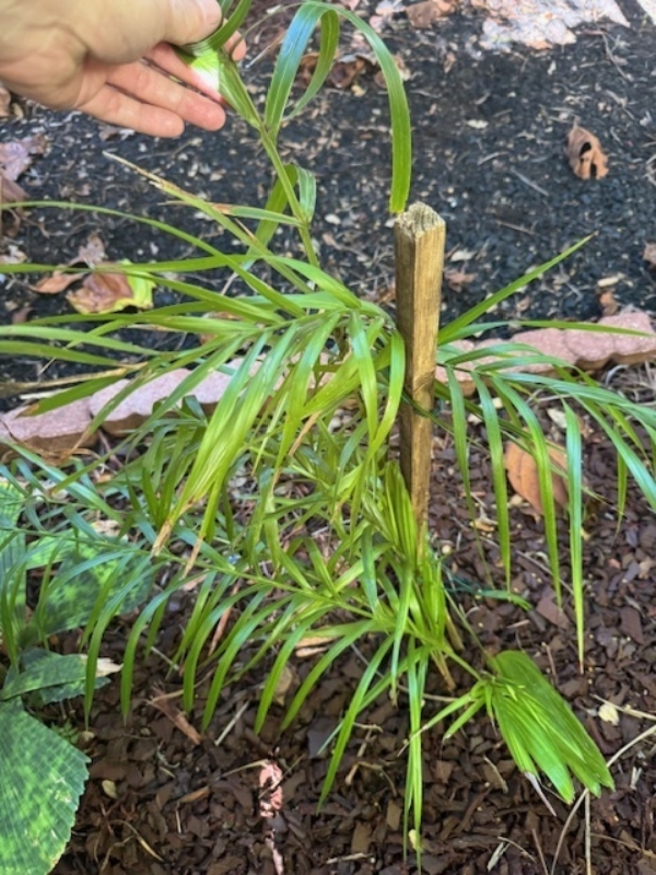 Allagoptera arenaria