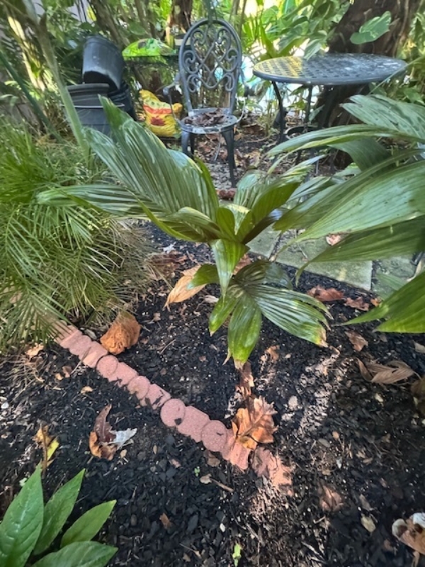 Areca catechu