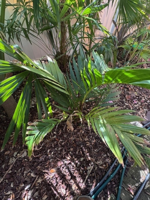 Areca vestiaria - orange