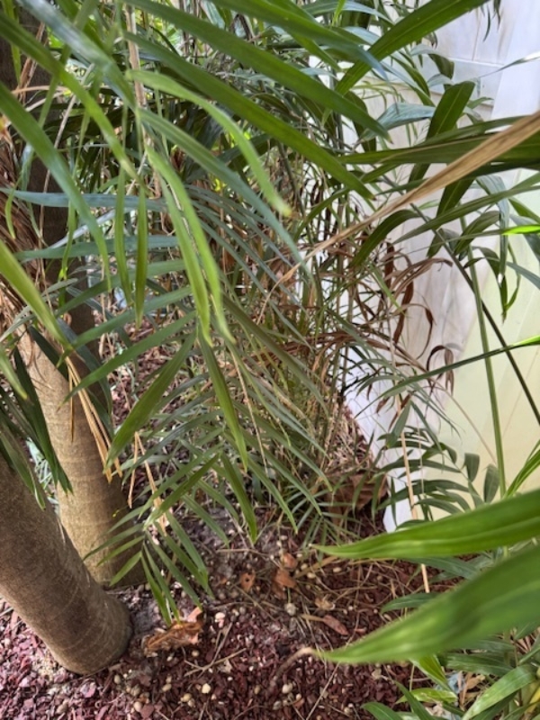 Chamaedorea seifrizii
