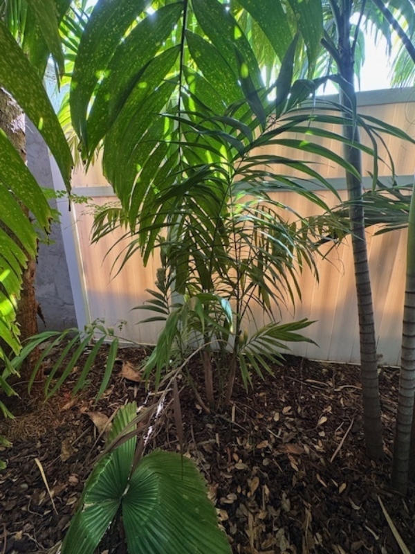 Chamaedorea hooperiana