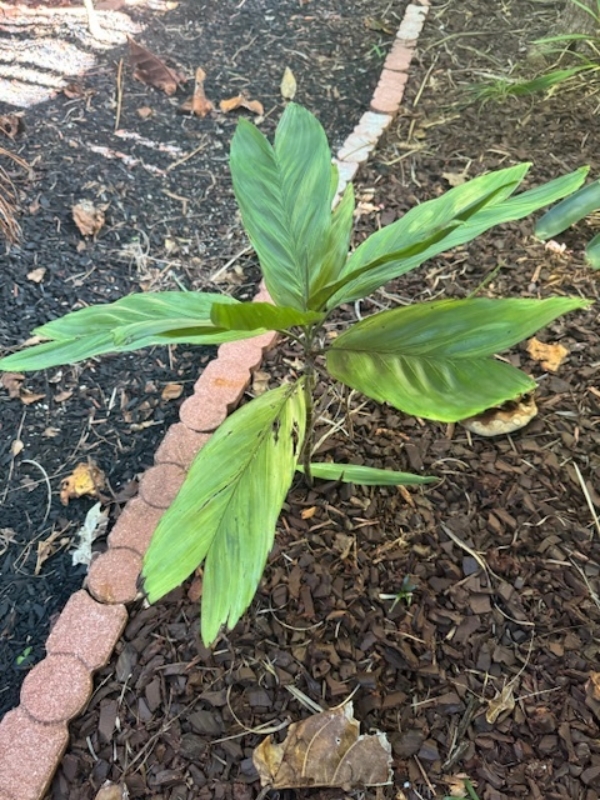 Chamaedorea metallica