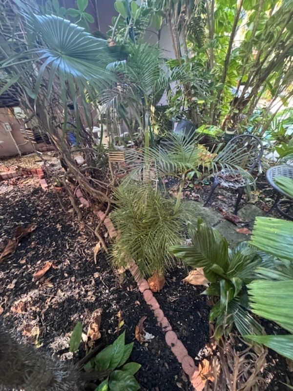 Chrysalidocarpus lutescens