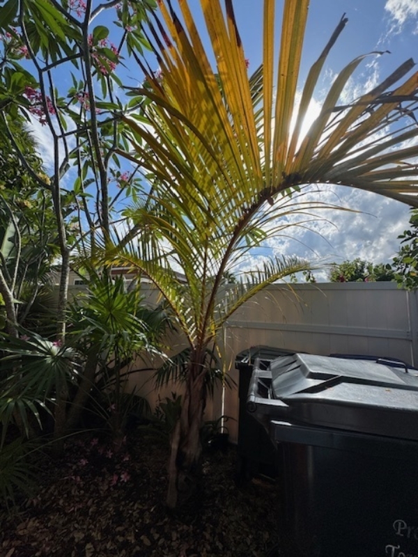 Hyophorbe verschaffeltii
