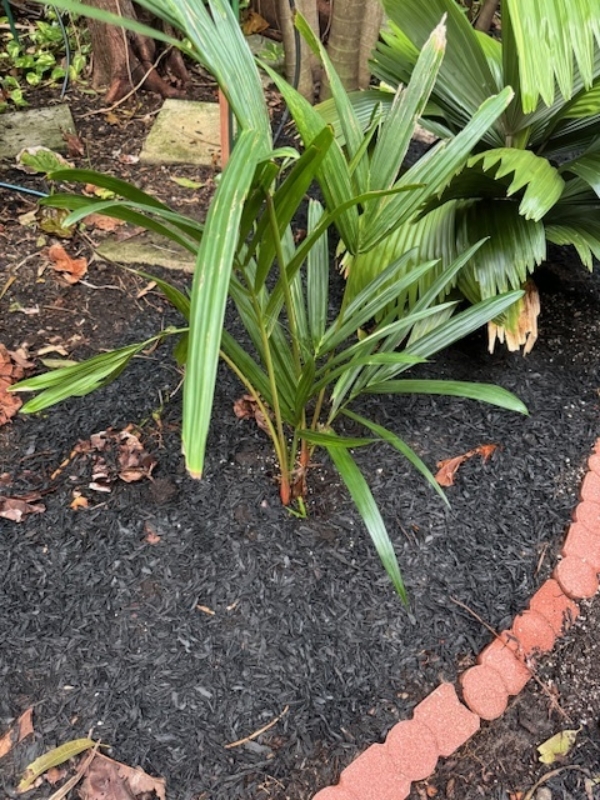 Cyrtostachys renda