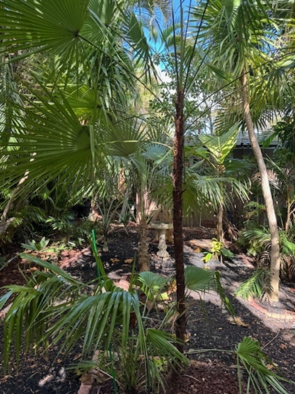 Acoelorrhaphe wrightii