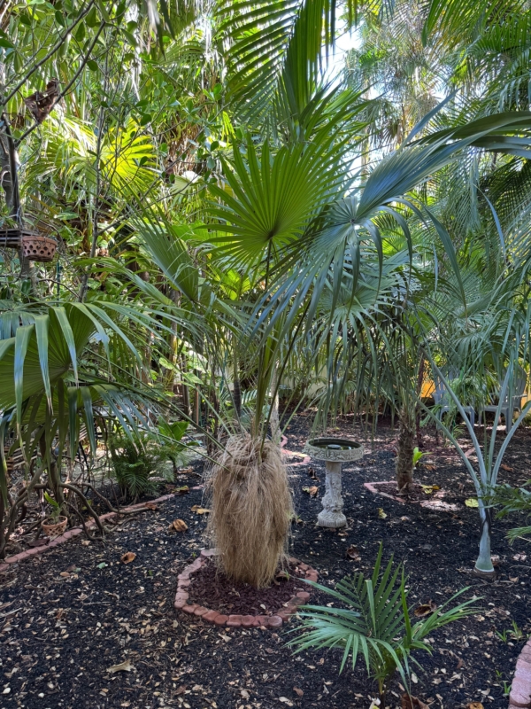 Coccothrinax crinita subsp. crinita