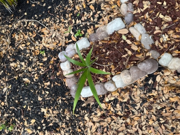 Dictyosperma album var. album