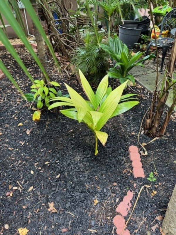 Areca catechu
