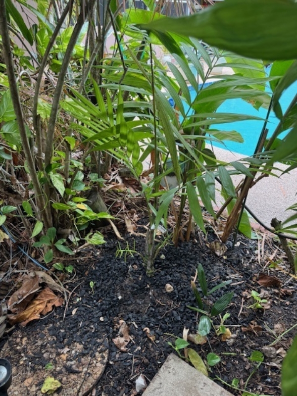Chamaedorea tepejilote