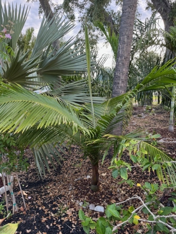 Chrysalidocarpus leptocheilos