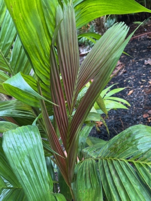 Pinanga coronata