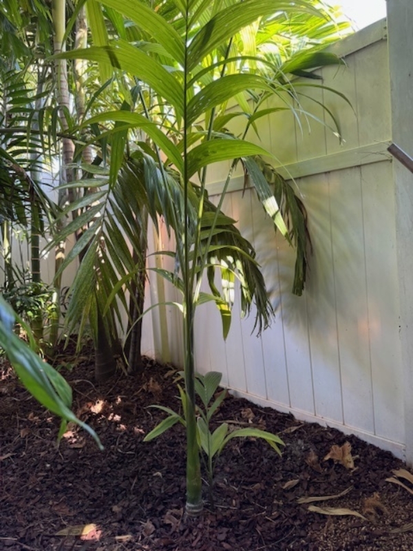 Areca catechu