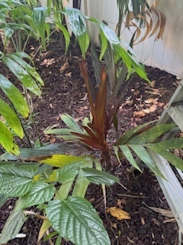 Areca vestiaria - maroon