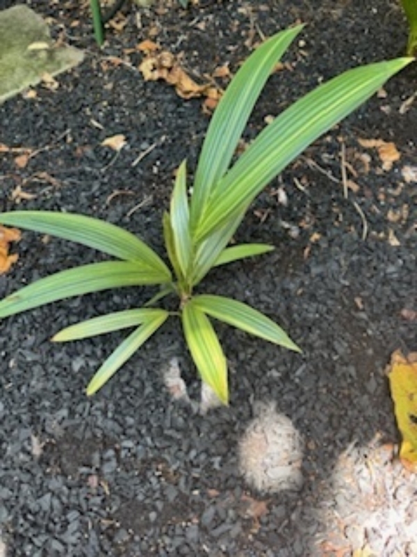 Cyrtostachys renda