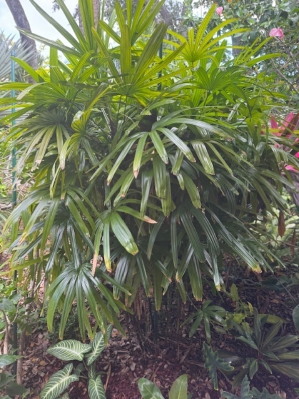 Rhapis excelsa