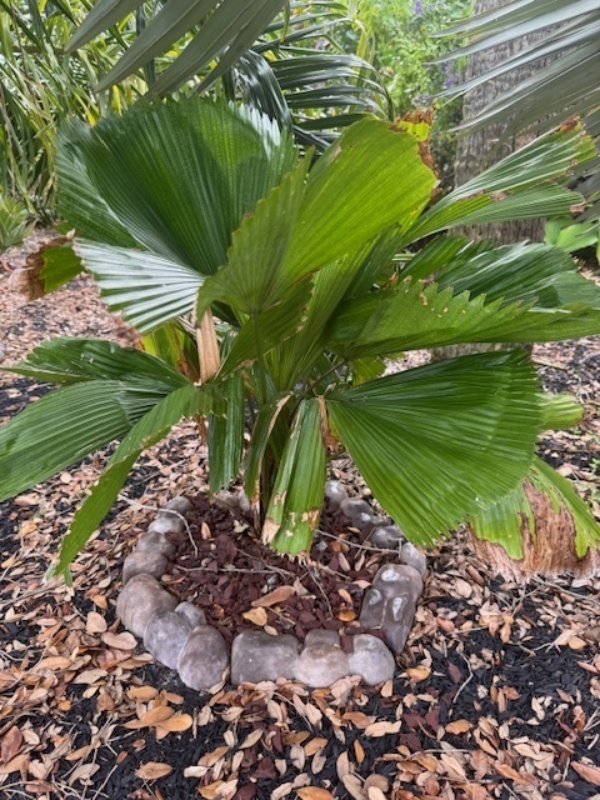 Licuala grandis
