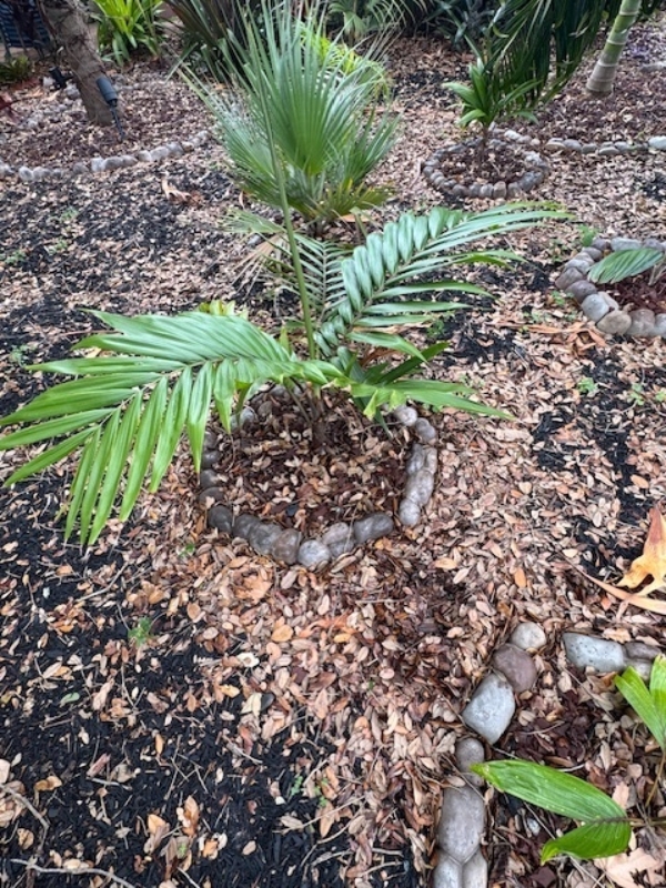 Burretiokentia hapala