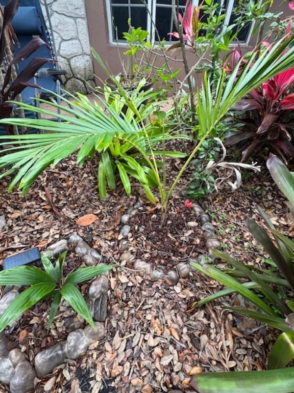 Archontophoenix purpurea