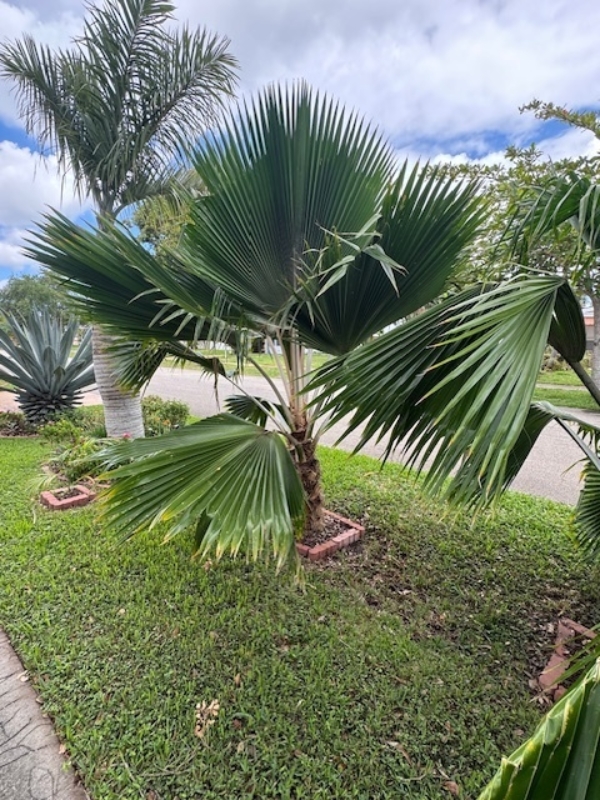 Pritchardia pacifica