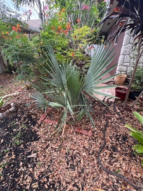Copernicia fallaensis