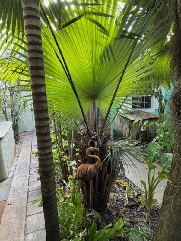 Kerriodoxa elegans
