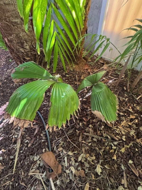 Licuala peltata var. sumawongii