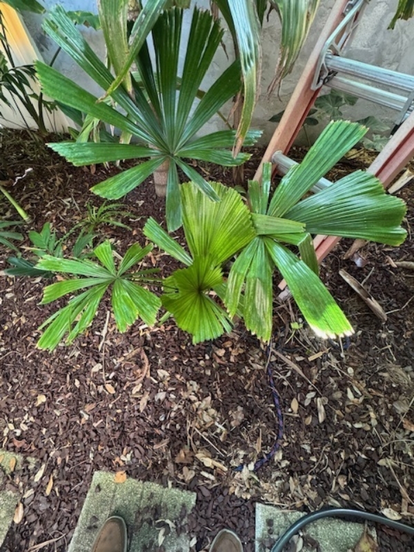 Licuala ramsayi var. ramsayi