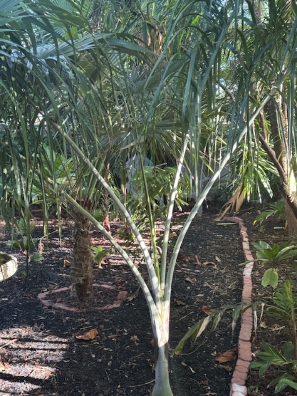 Pseudophoenix sargentii