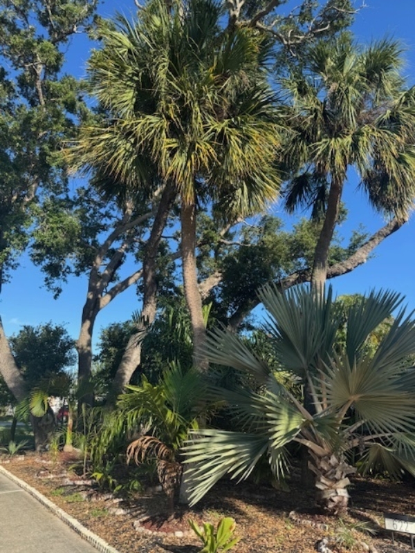 Sabal palmetto
