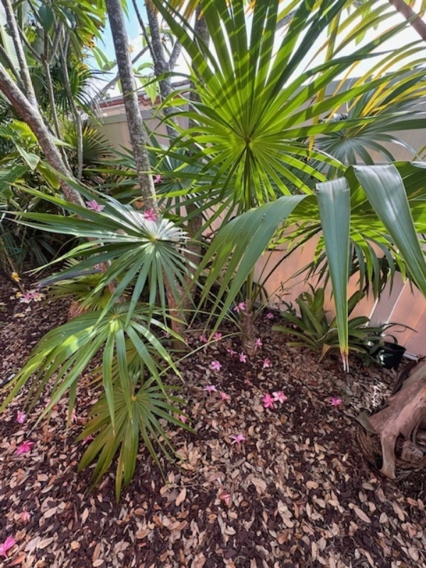 Thrinax radiata