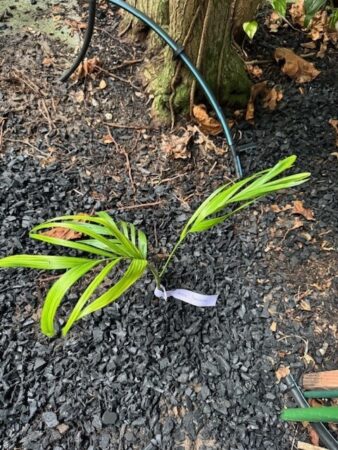 Areca laosensis