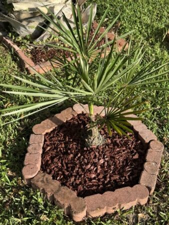 Coccothrinax hioramii
