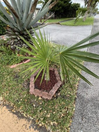 Coccothrinax acuminata