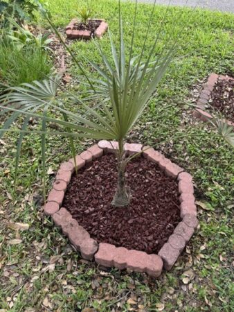 Coccothrinax proctorii