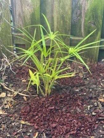 Livistona benthamii 'Golden Form'