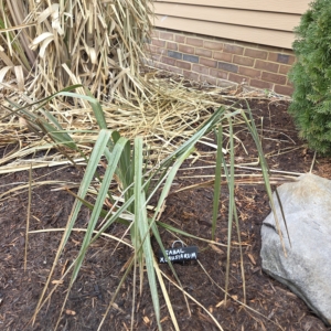 Sabal palmetto x causiarum